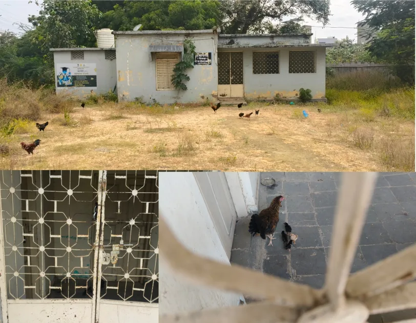 देगलूर प. स. सभापतींचे शासकीय निवासस्थान बनले 'कोंबड्यांचा खुराडा'!
